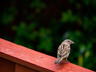 Finch On Red Fence