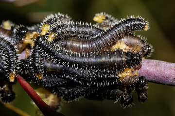 Sawfly larvae on Eucalyptus Tree Branch