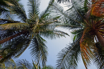 Fototapeta na wymiar coconut tree ant eye view