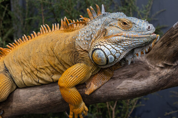 Captive Green or Common Iguana
