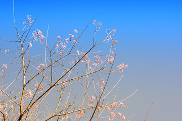 Pink flowers in blue sky