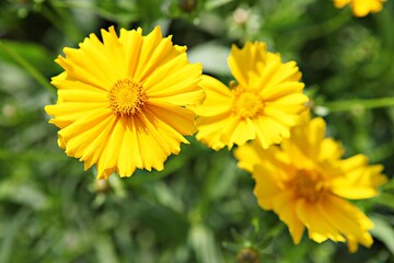 한국공원에핀꽃입니다