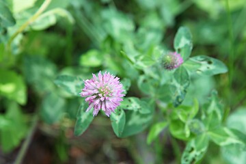 한국공원에핀꽃