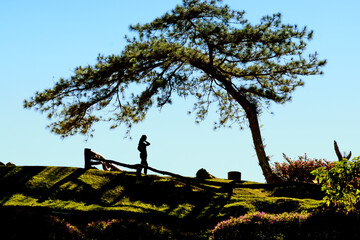 The silhouette people of the tree on the top of the hill