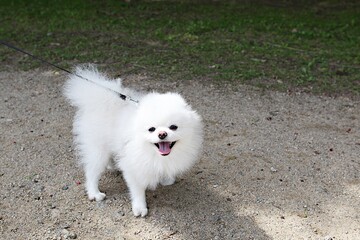 공원을산책하는강아지들입니다