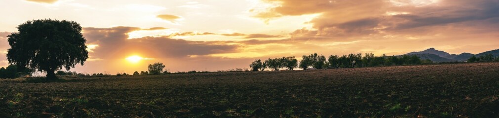Silhouette of solitary tree in a field with sunset with orange colors.