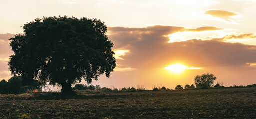 Fototapeta na wymiar Silhouette of solitary tree in a field with sunset with orange colors.