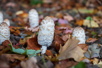 Shaggy Ink Cap Mushroom (Coprinus comatus)