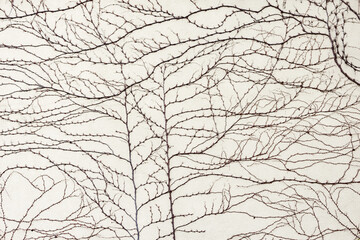 Tree branches without leaves on the wall.