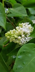 Blossoming lilac (Syringa vulgaris). White flowers, spring time.