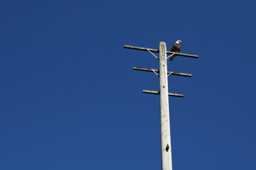 bold eagle on the pole 
