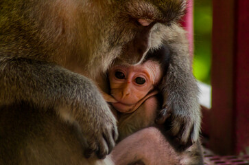 close up of a macaque