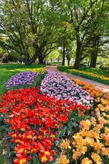 昭和記念公園のチューリップ畑