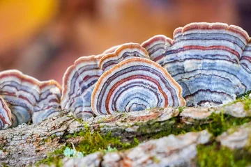Foto op Canvas Turkey Tail Medicinal Mushroom (Trametes versicolor) © Barbora Batokova