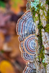 Turkey Tail Medicinal Mushroom (Trametes versicolor)