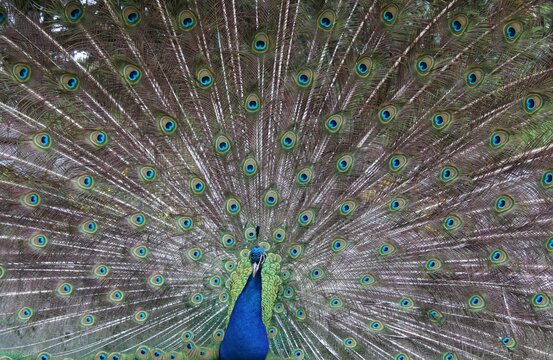 peacock with feathers out