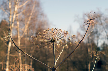 dried inflorescence of angelica hogweed