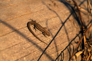 little lizard sunbathes on a log