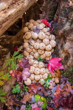 Common Puffball Mushroom (Lycoperdon perlatum)