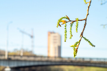 spring flowers on a branch of poplar