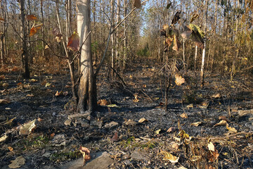Bushfire after a forest fire  Aftermath