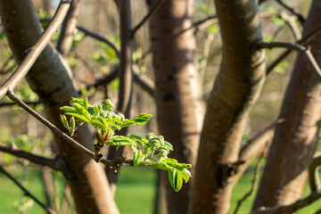 leaves and flowers appear on the branches of rowan