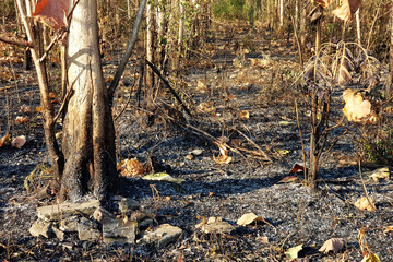 Bushfire after a forest fire  Aftermath