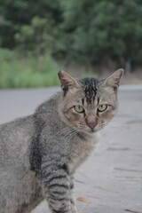Obraz premium angry cat and waiting some friend