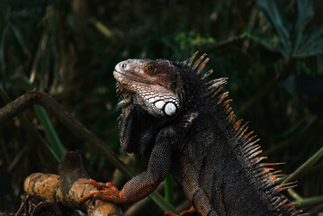 iguana on a tree