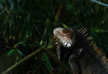 iguana in the zoo
