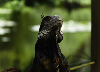 iguana on tree