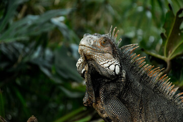 iguana in the zoo