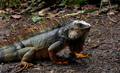 island land iguana