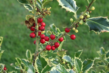 red berries on a branch