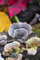 Medicinal turkey tail (Trametes versicolor) polypore mushroom 
