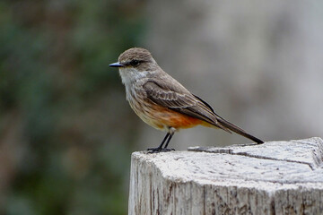Bird Scarlet Flycatcher (Female)