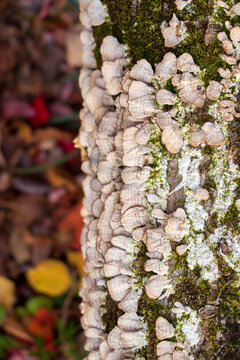 Violet-toothed polypore (Trichaptum biforme) in the woods