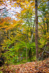 Autumn in the forest