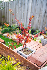 red japanese maple plant outdoor in sunny backyard