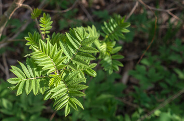 Young leaves of rowan in early spring in the morning sun.
