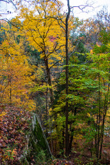 Autumn in the forest