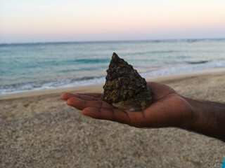 shell of a clam in the hand of an african against the background of the sea