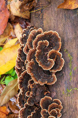 Medicinal turkey tail (Trametes versicolor) polypore mushroom 
