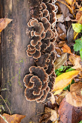 Medicinal turkey tail (Trametes versicolor) polypore mushroom 