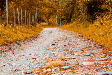 camino