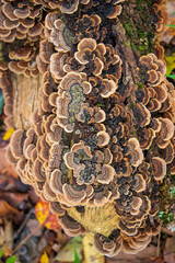 Medicinal turkey tail (Trametes versicolor) polypore mushroom 