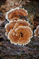 Medicinal turkey tail (Trametes versicolor) polypore mushroom 