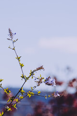 telephoto shot of blue plumbago flowers and plant outdoor iwith clouds and mountains in the background