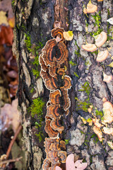Medicinal turkey tail (Trametes versicolor) polypore mushroom 