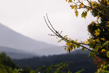 autumn trees with beautiful yellow and orange leaves